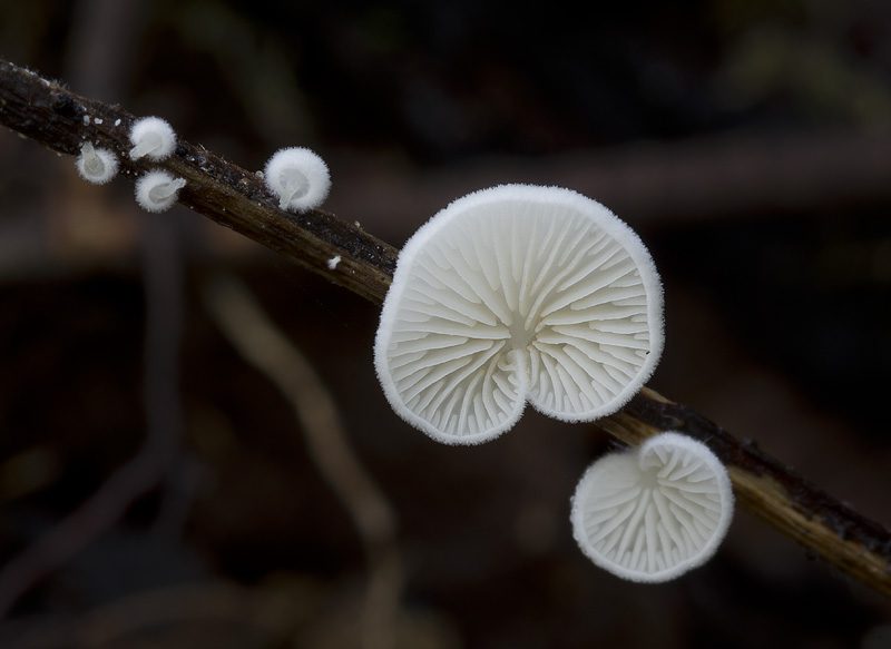 Crepidotus epibryus